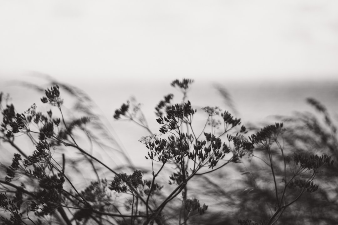 Photo silence